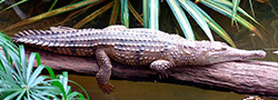 ЭК2 Экскурсия на север – крокодиловая ферма, Порт Дуглас, ущелье Мосман