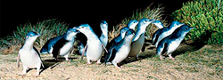 ЭМ4  Национальный парк Данденонг, парад пингвинов на острове Филиппа